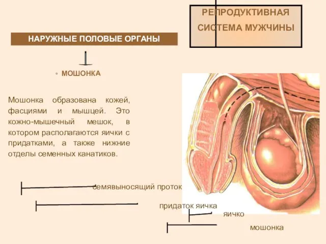 НАРУЖНЫЕ ПОЛОВЫЕ ОРГАНЫ РЕПРОДУКТИВНАЯ СИСТЕМА МУЖЧИНЫ МОШОНКА Мошонка образована кожей,