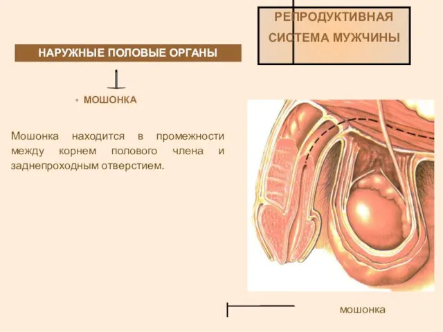 НАРУЖНЫЕ ПОЛОВЫЕ ОРГАНЫ РЕПРОДУКТИВНАЯ СИСТЕМА МУЖЧИНЫ МОШОНКА Мошонка находится в