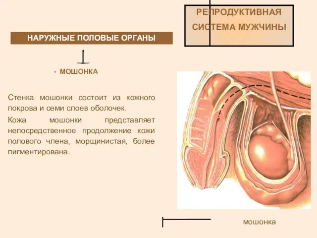 НАРУЖНЫЕ ПОЛОВЫЕ ОРГАНЫ РЕПРОДУКТИВНАЯ СИСТЕМА МУЖЧИНЫ МОШОНКА Стенка мошонки состоит