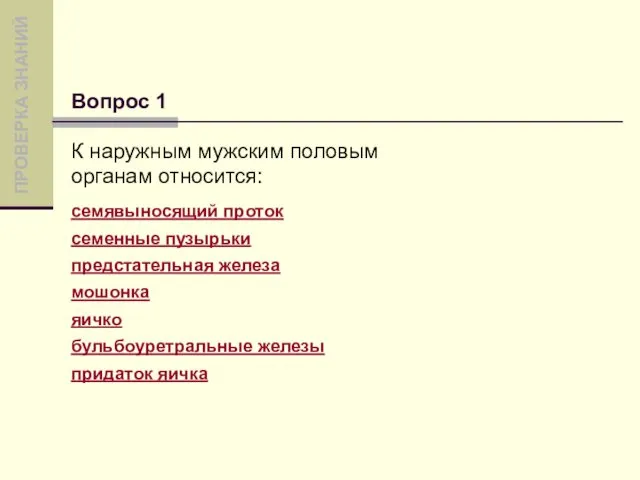 К наружным мужским половым органам относится: семявыносящий проток семенные пузырьки