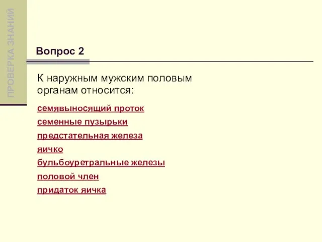 К наружным мужским половым органам относится: семявыносящий проток семенные пузырьки