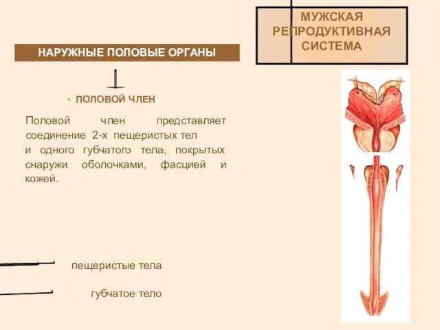 НАРУЖНЫЕ ПОЛОВЫЕ ОРГАНЫ МУЖСКАЯ РЕПРОДУКТИВНАЯ СИСТЕМА ПОЛОВОЙ ЧЛЕН Половой член