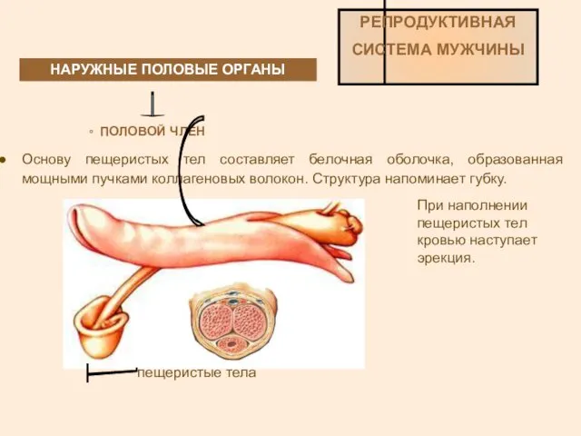 НАРУЖНЫЕ ПОЛОВЫЕ ОРГАНЫ РЕПРОДУКТИВНАЯ СИСТЕМА МУЖЧИНЫ ПОЛОВОЙ ЧЛЕН Основу пещеристых