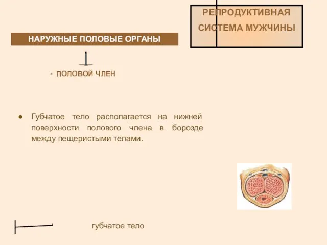 НАРУЖНЫЕ ПОЛОВЫЕ ОРГАНЫ РЕПРОДУКТИВНАЯ СИСТЕМА МУЖЧИНЫ ПОЛОВОЙ ЧЛЕН Губчатое тело