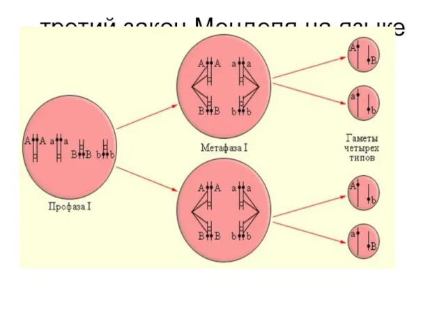 третий закон Менделя на языке хромосом