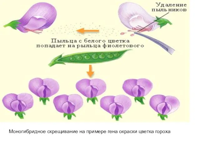 Моногибридное скрещивание на примере гена окраски цветка гороха