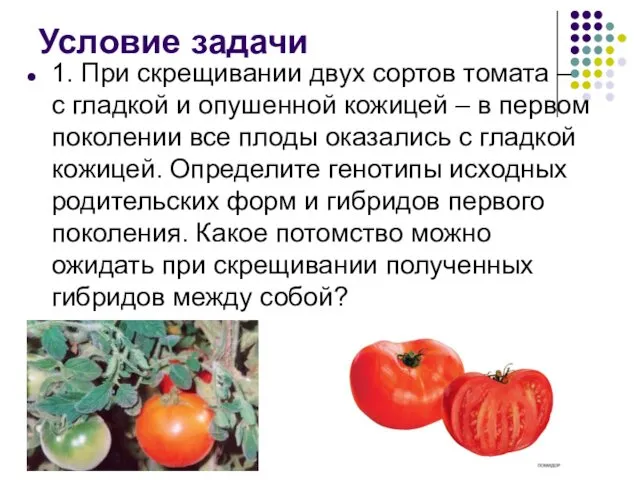 Условие задачи 1. При скрещивании двух сортов томата – с гладкой и опушенной