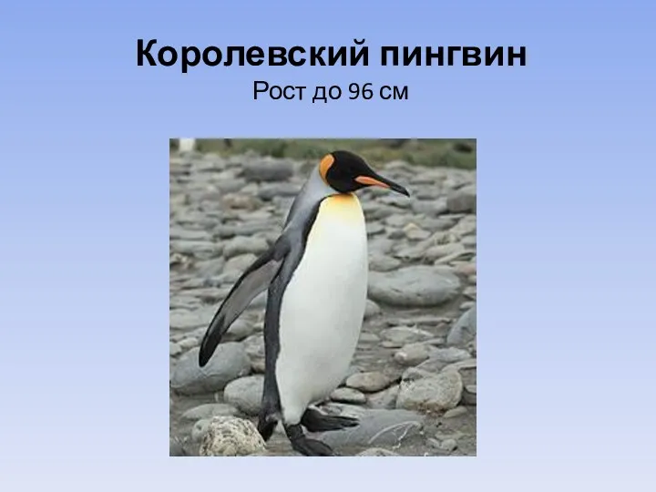 Королевский пингвин Рост до 96 см