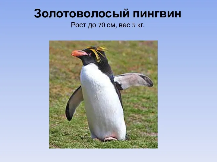 Золотоволосый пингвин Рост до 70 см, вес 5 кг.