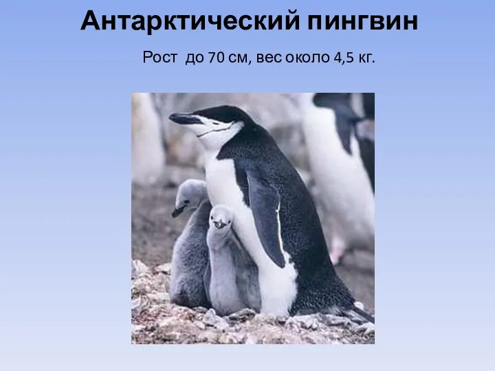 Антарктический пингвин Рост до 70 см, вес около 4,5 кг.