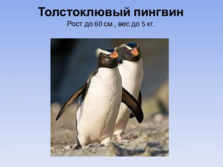 Толстоклювый пингвин Рост до 60 см , вес до 5 кг.
