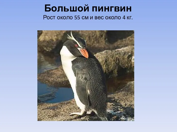 Большой пингвин Рост около 55 см и вес около 4 кг.