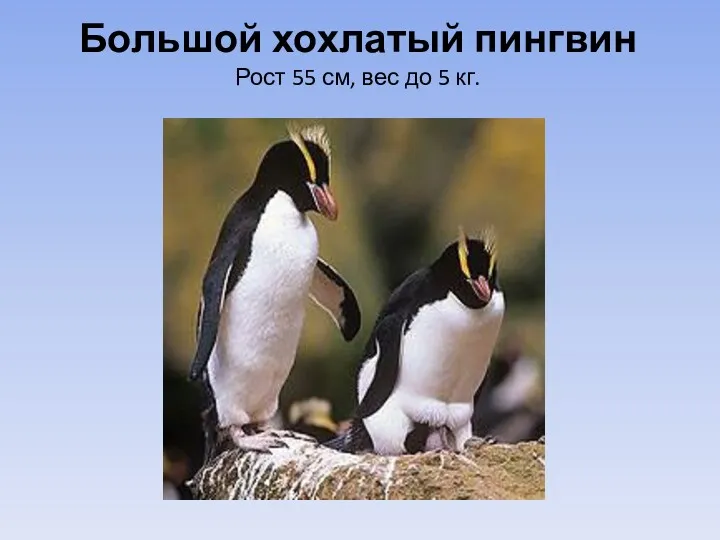 Большой хохлатый пингвин Рост 55 см, вес до 5 кг.