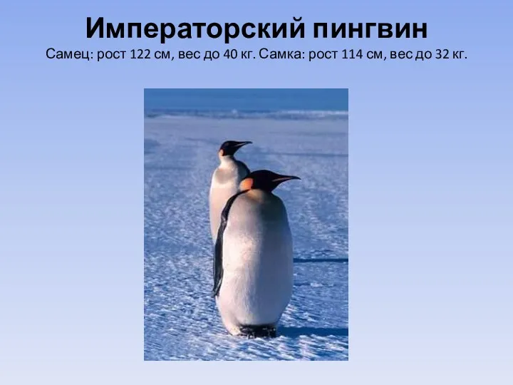 Императорский пингвин Самец: рост 122 см, вес до 40 кг.