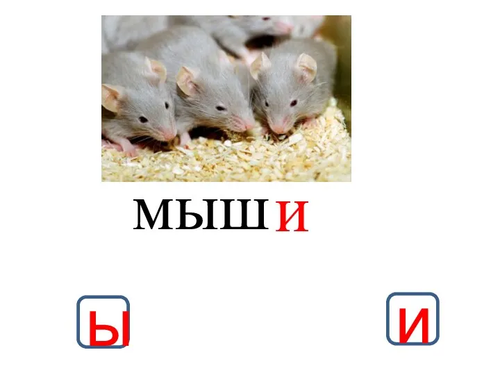 и мыш ы и