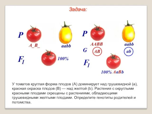 У томатов круглая форма плодов (А) доминирует над грушевидной (а),