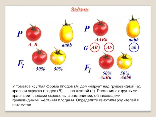 У томатов круглая форма плодов (А) доминирует над грушевидной (а),