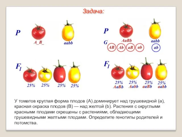 У томатов круглая форма плодов (А) доминирует над грушевидной (а),