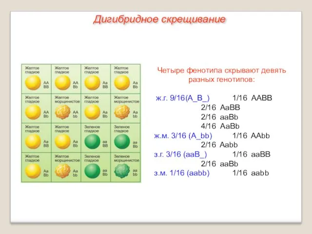 Четыре фенотипа скрывают девять разных генотипов: ж.г. 9/16 (А_B_) 1/16