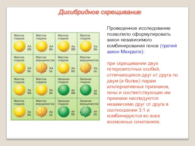 Проведенное исследование позволило сформулировать закон независимого комбинирования генов (третий закон