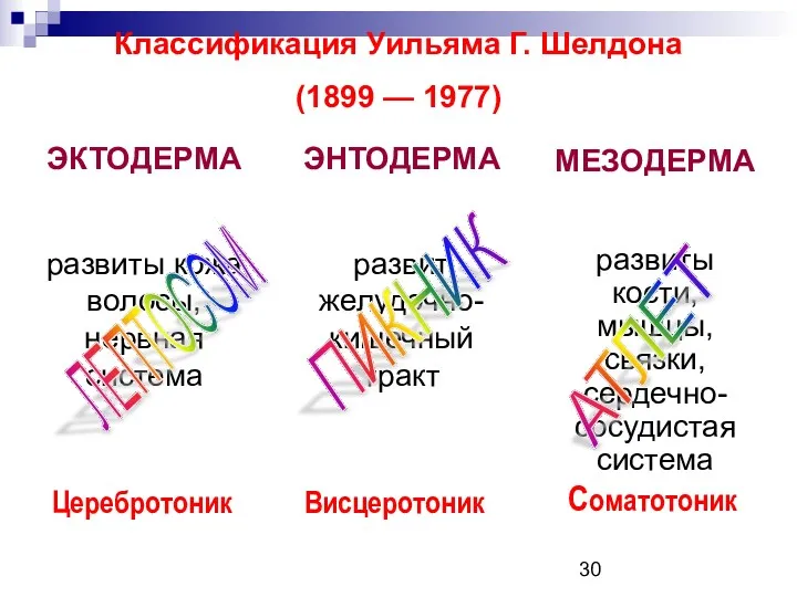 Классификация Уильяма Г. Шелдона (1899 — 1977) ЭКТОДЕРМА развиты кожа,