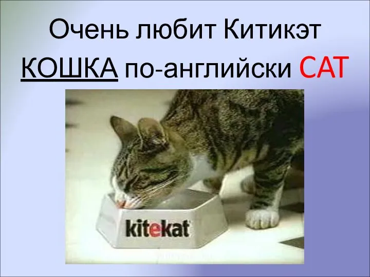 Очень любит Китикэт КОШКА по-английски CAT