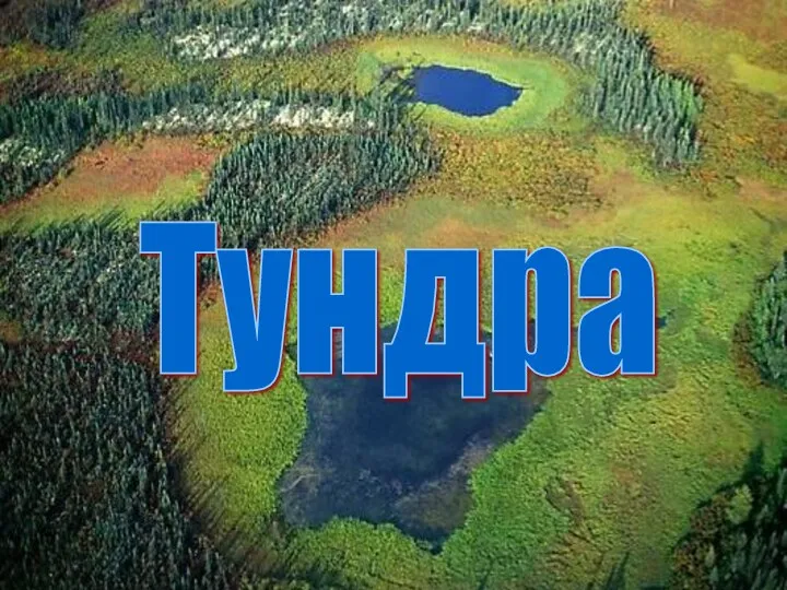 Тундра