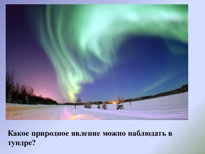 Какое природное явление можно наблюдать в тундре?