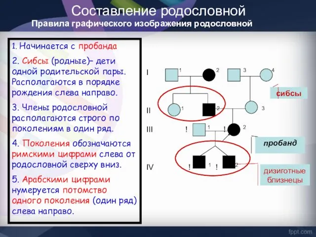 Составление родословной пробанд Правила графического изображения родословной I 1 2