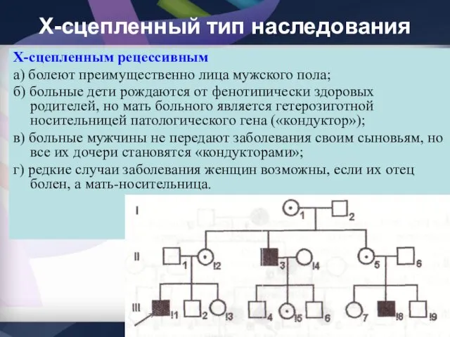 Х-сцепленный тип наследования Х-сцепленным рецессивным а) болеют преимущественно лица мужского