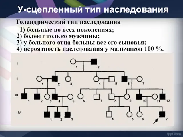 Голандрический тип наследования 1) больные во всех поколениях; 2) болеют