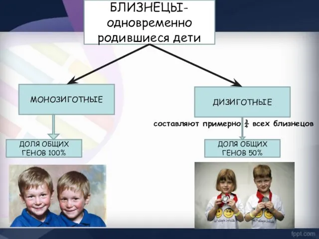 БЛИЗНЕЦЫ-одновременно родившиеся дети МОНОЗИГОТНЫЕ ДИЗИГОТНЫЕ составляют примерно ¾ всех близнецов