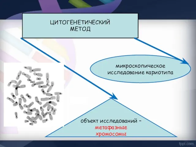 ЦИТОГЕНЕТИЧЕСКИЙ МЕТОД микроскопическое исследование кариотипа объект исследований – метафазные хромосомы