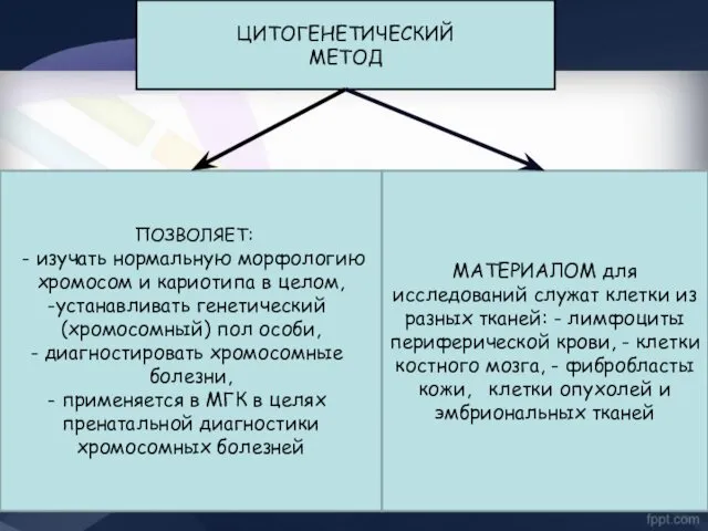 ЦИТОГЕНЕТИЧЕСКИЙ МЕТОД ПОЗВОЛЯЕТ: - изучать нормальную морфологию хромосом и кариотипа