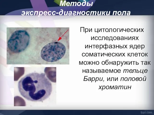 Методы экспресс-диагностики пола При цитологических исследованиях интерфазных ядер соматических клеток