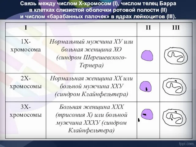 Связь между числом Х-хромосом (I), числом телец Барра в клетках