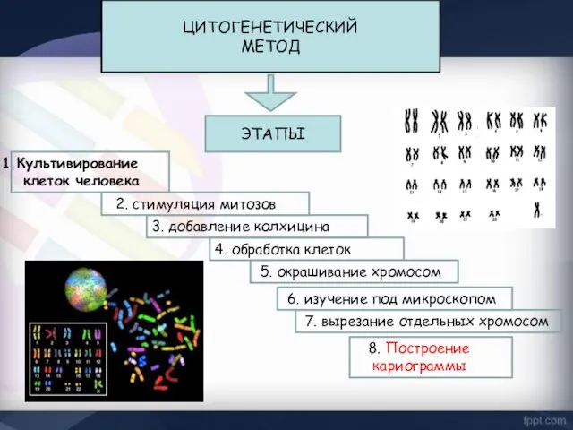 ЦИТОГЕНЕТИЧЕСКИЙ МЕТОД ЭТАПЫ Культивирование клеток человека 2. стимуляция митозов 3.