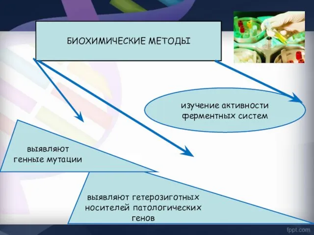 БИОХИМИЧЕСКИЕ МЕТОДЫ изучение активности ферментных систем выявляют гетерозиготных носителей патологических генов выявляют генные мутации