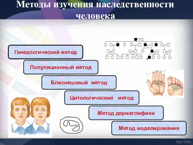 Методы изучения наследственности человека Генеалогический метод Популяционный метод Близнецовый метод Цитологический метод Метод дермаглифики Метод моделирования