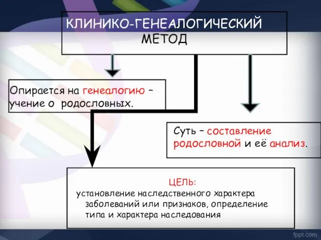 КЛИНИКО-ГЕНЕАЛОГИЧЕСКИЙ МЕТОД Опирается на генеалогию – учение о родословных. Суть