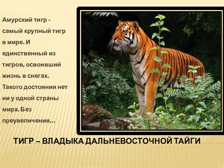 Тигр – владыка дальневосточной тайги Амурский тигр - самый крупный
