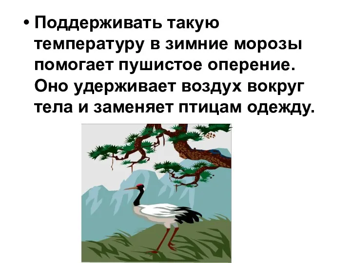 Поддерживать такую температуру в зимние морозы помогает пушистое оперение. Оно удерживает воздух вокруг