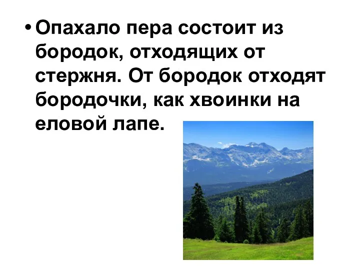 Опахало пера состоит из бородок, отходящих от стержня. От бородок отходят бородочки, как