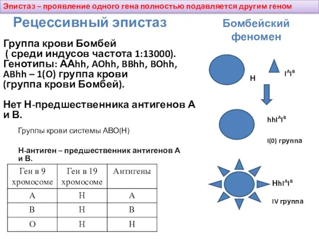 Бомбейский феномен hhIAIB I(0) группа НhIAIB IV группа IAIB Н Н-антиген – предшественник