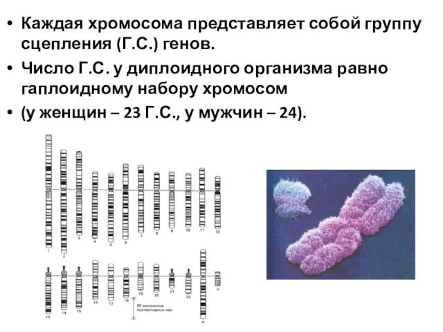 Каждая хромосома представляет собой группу сцепления (Г.С.) генов. Число Г.С. у диплоидного организма