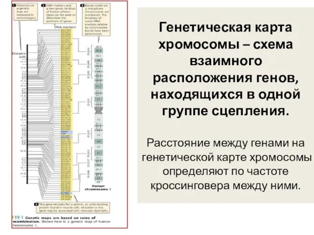 Генетическая карта хромосомы – схема взаимного расположения генов, находящихся в одной группе сцепления.