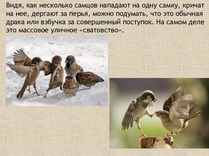 Видя, как несколько самцов нападают на одну самку, кричат на нее, дергают за