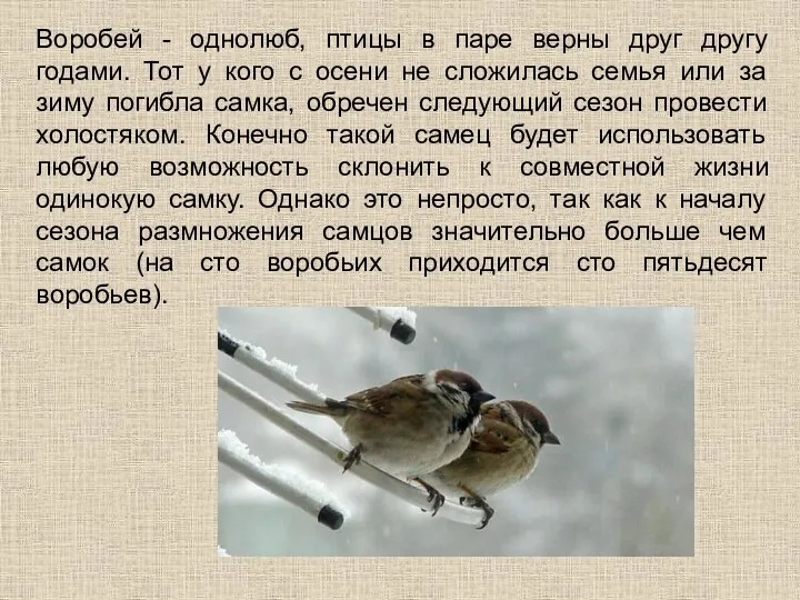 Воробей - однолюб, птицы в паре верны друг другу годами.