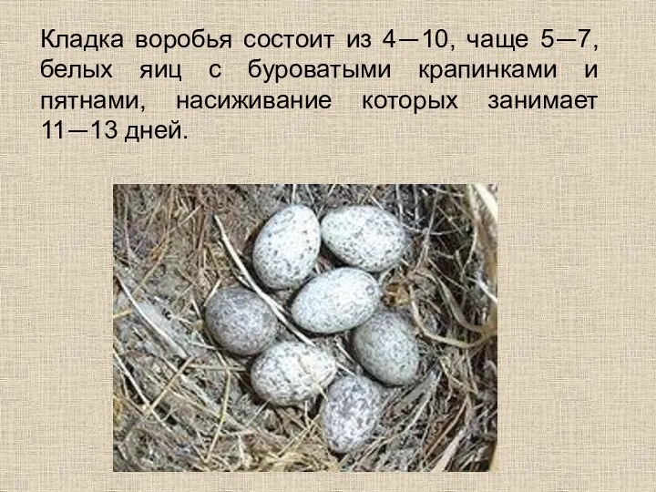 Кладка воробья состоит из 4—10, чаще 5—7, белых яиц с