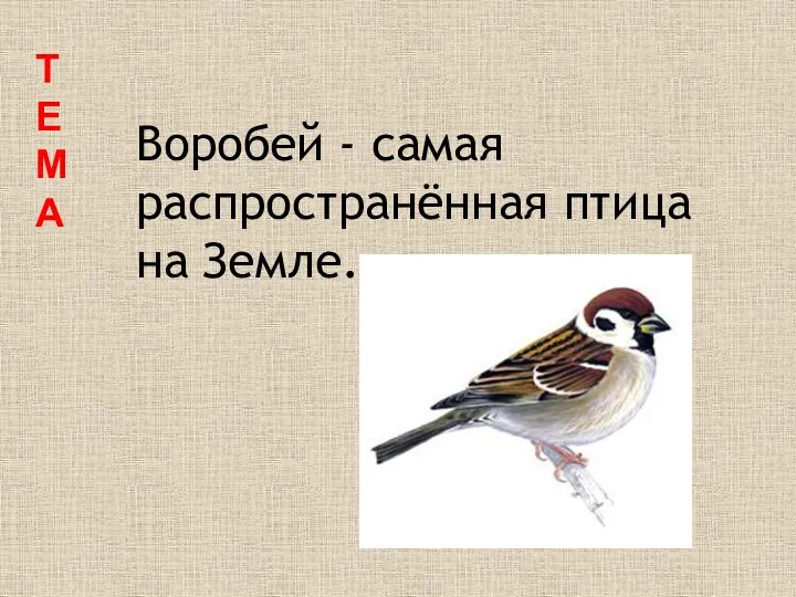 Т Е М А Воробей - самая распространённая птица на Земле.